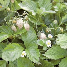 White Solemacher, Strawberry Seeds